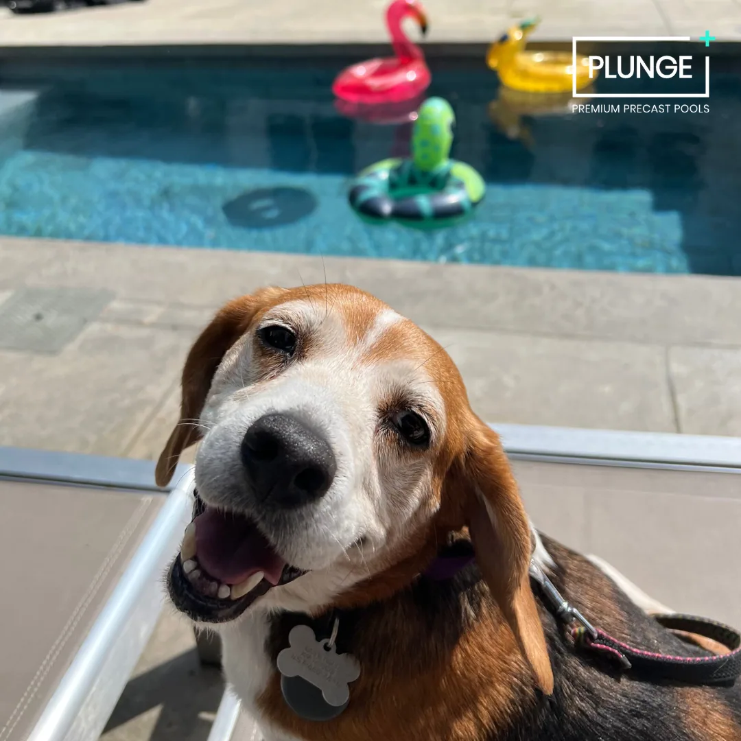 A happy beagle dog with a collar and bone-shaped tag next to a swimming pool with colorful inflatable floats in the background.