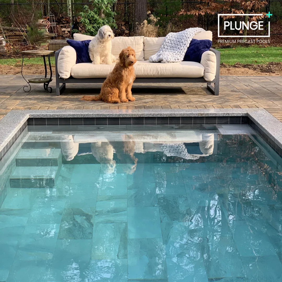 A backyard scene with a swimming pool in the foreground, and a beige sofa with two dogs sitting on and next to it, one white and one rusty-colored, on a brick patio surrounded by trees and plants. There is a white blanket on the sofa, and a side tabl